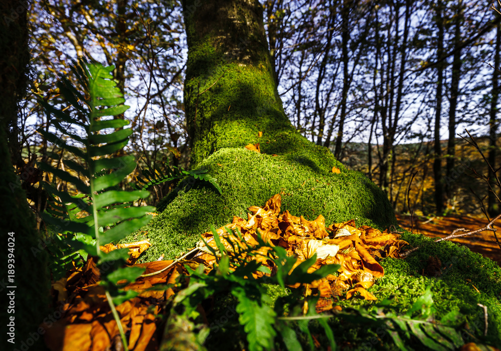 Fototapeta premium Beautiful green moss in autumnal forest, sun and shadows, natural concept