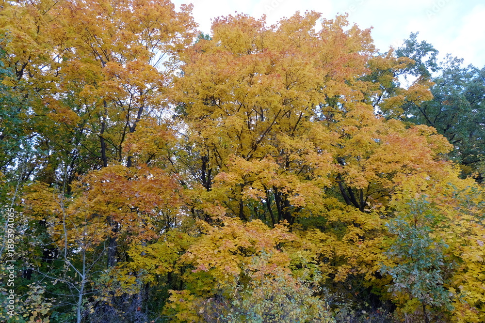 autumn forest