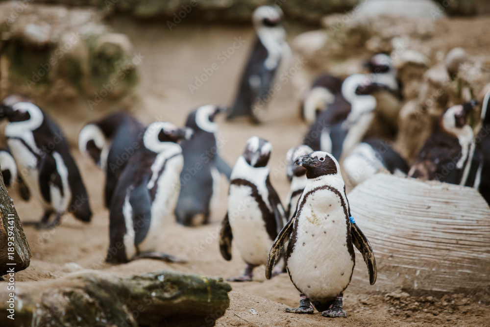 Naklejka premium A Black Footed Penguin in a zoo staring at the camera with other penguins in the background
