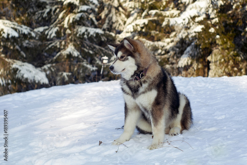 a grown Siberian husky puppy sits on the snow in the background of a blurred forest landscape