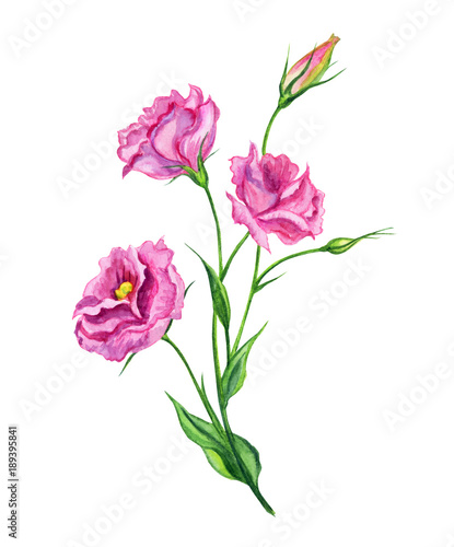 Pink Eustoma  watercolor. Hand drawing  a bouquet of pink flowers on a white background  isolated with clipping path.