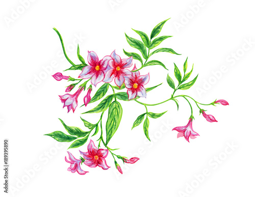 Fototapeta Naklejka Na Ścianę i Meble -  Pink jasmine, watercolor. Hand drawing of a tropical jasmine plant on a white background, isolated with clipping path.