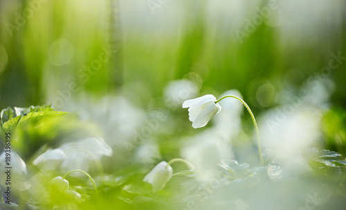 Slika na platnu White spring flowers wild anemone
