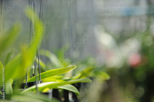 Orchid farming, process and take care about orchid farm business in Thailand © tpap8228
