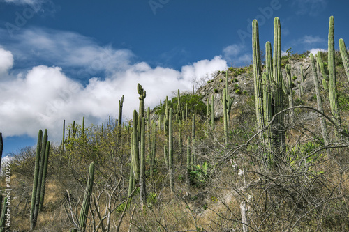 Wild cactus desert landscape