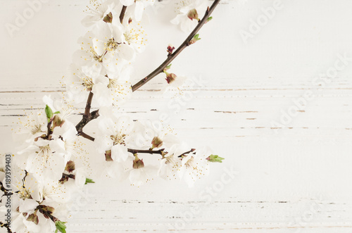 Fototapeta Naklejka Na Ścianę i Meble -  Spring cherry blossom on rustic wooden background.