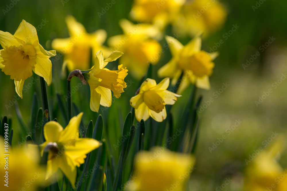 Obraz premium Blossoming of spring yellow daffodils flowers in park