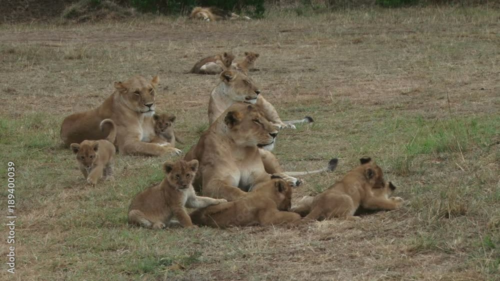 One lion cub suckling while the rest play together One lion cub suckling while the rest play together