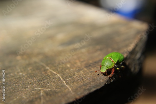 hylamorpha elegans san juan 2 © Eduardo