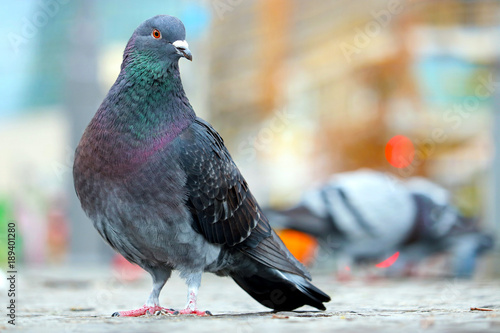 Colorful shimmering city pigeon, columba livia domestica sitting on cobblestones sidewalk in front of blurry buildings and lights in Berlin photo