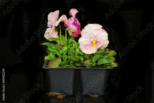 Pink Pansies