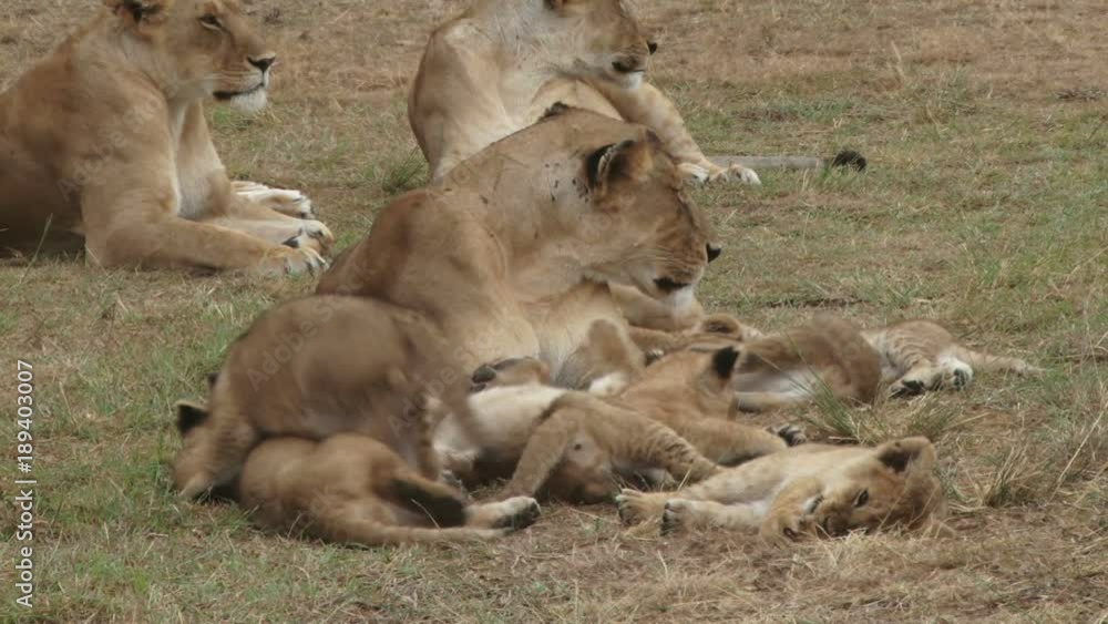 close up of lion cubs playing close up of lion cubs playing