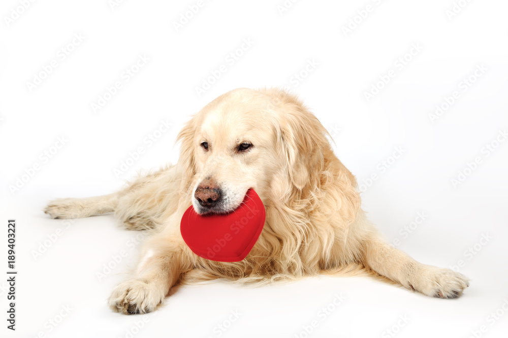 Lovely dog Golden Retriever breed lying down and holding red heart in mouth. Love concept