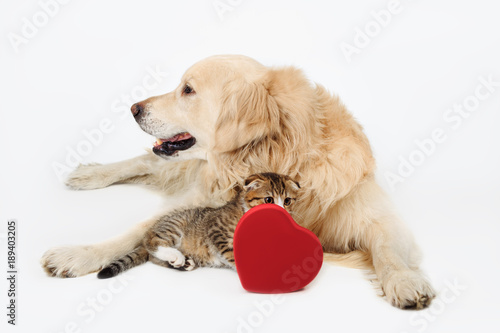 Lovely dog Golden Retriever and cute little Scottish fold kitten with heart shape box on white backgroundand. Love concept photo