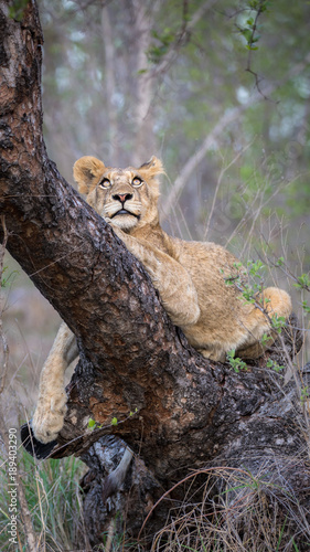 Photography Lion looking to the sky from tree