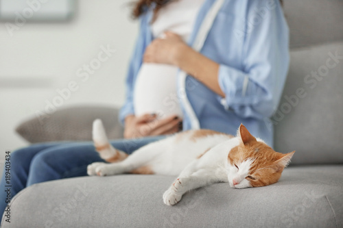 Fototapeta Naklejka Na Ścianę i Meble -  Cute cat and blurred pregnant woman on background