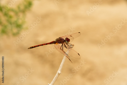 rote Libelle sitzt auf einem dürren Ast