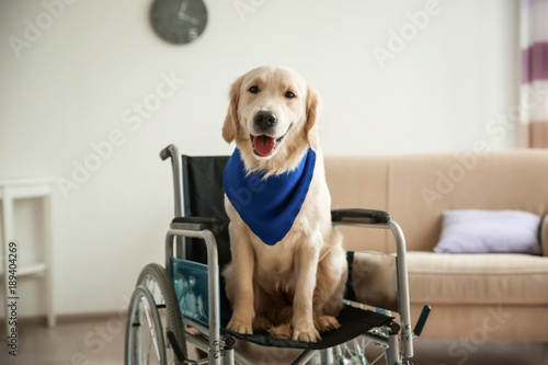 Cute service dog sitting in...