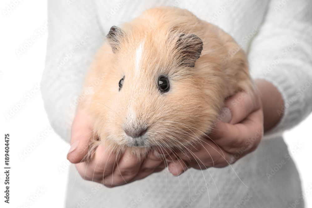 Woman holding funny guinea pig on white background Woman holding funny guinea pig on white background