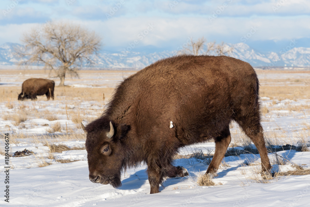 American Bison Bull - Genetically Pure Specimens Roaming the Colorado Plains American Bison Bull - Genetically Pure Specimens Roaming the Colorado Plains