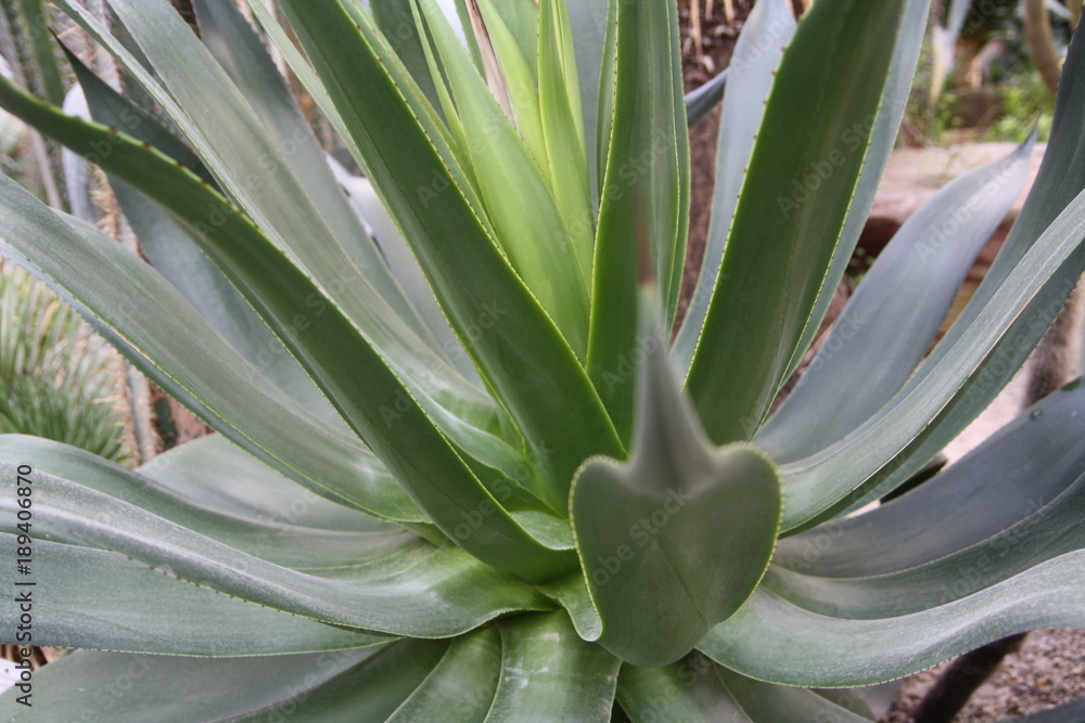 Obraz premium Palmenfond Kateen botanischer Hintergrund Dynamik