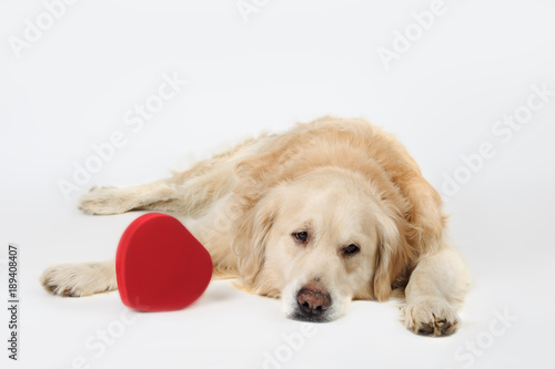 sad dog Golden Retriever breed lying down with red heart