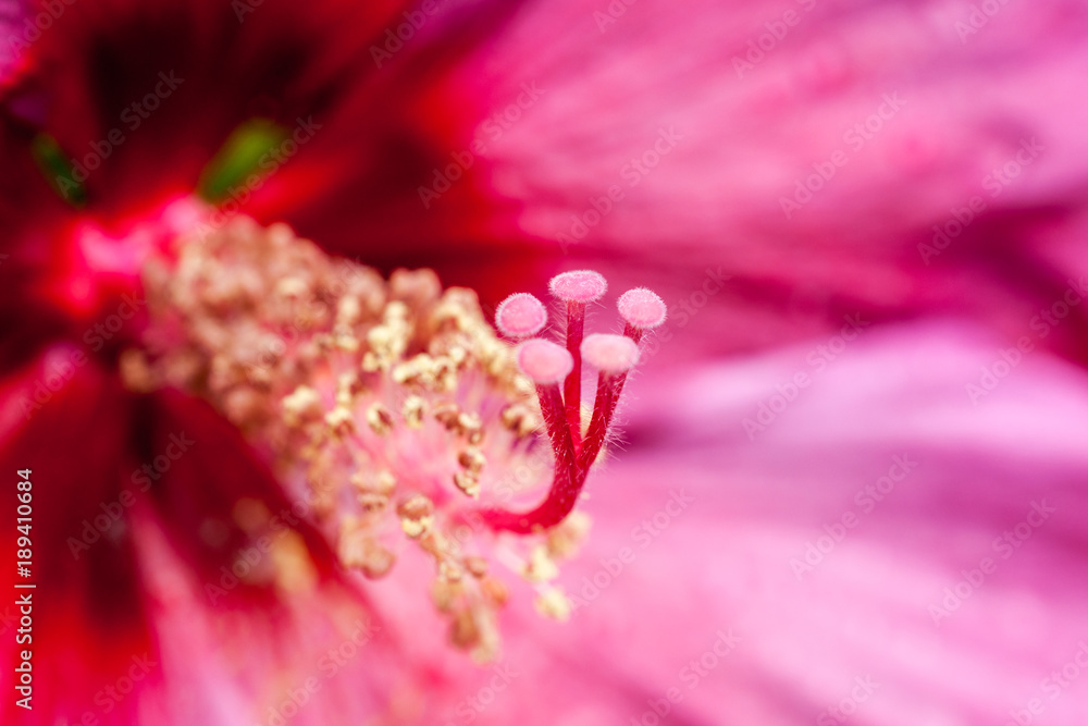 花 花