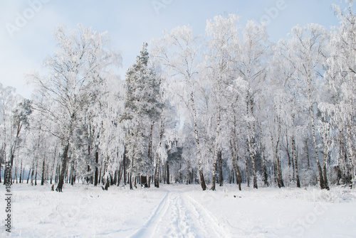 Road in winter forest, mixed forest, © vulkanov
