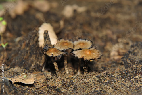Wild mushrooms, in the wild nature © qiujusong