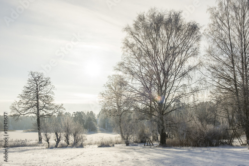 Natur med frostiga träd och buskar ute på Värmdö en vacker vinter dag photo
