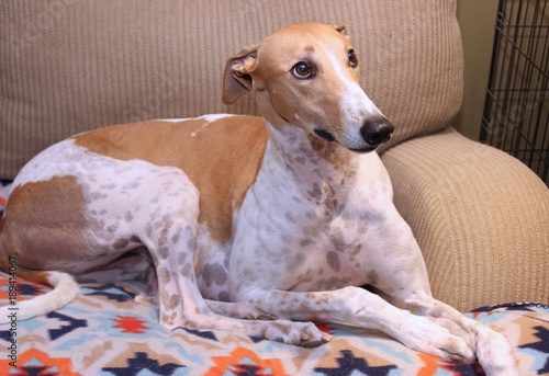 TAN AND WHITE GREYHOUND DOG