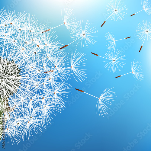 Fototapeta Naklejka Na Ścianę i Meble -  Dandelion blowing on blue background