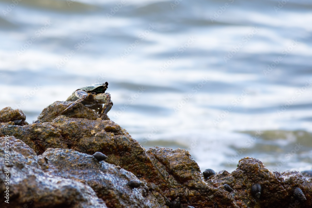Crab on the rock in the sea