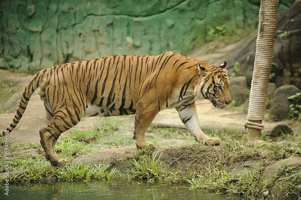 The Malayan tiger (Panthera tigris tigris)