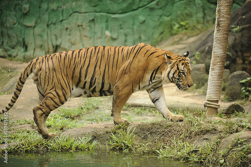 The Malayan tiger (Panthera tigris tigris)