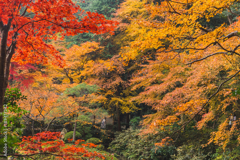 Kyoto Autumn Coloful Season Red Maple Leaf Garden. Kyoto Autumn Coloful Season Red Maple Leaf Garden.