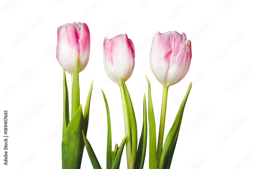 Obraz premium Three pink tulip flowers isolated on white background.
