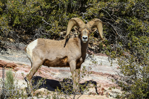 Bighorn Sheep Ram