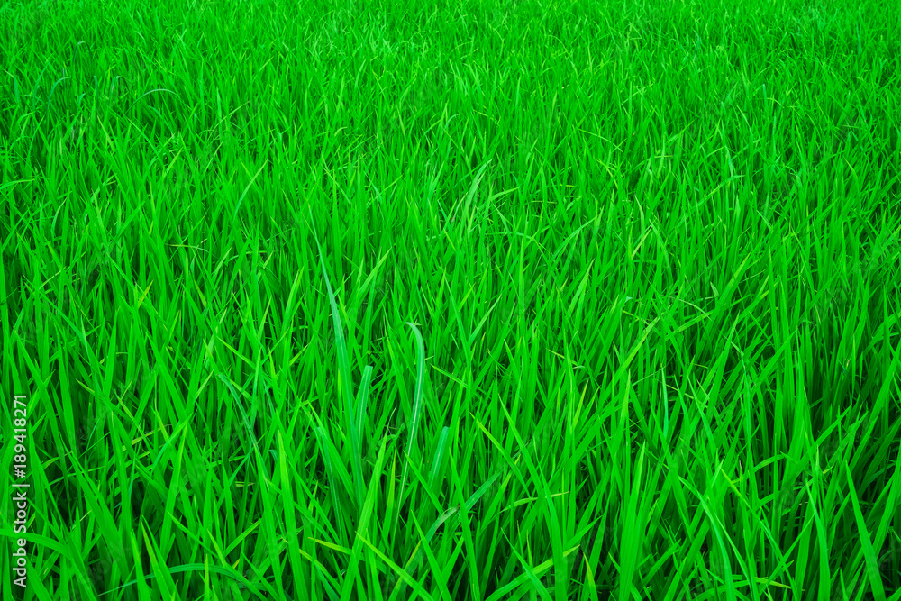 Fresh green background of a young paddy field. Green fresh grass close. Fresh green background of a young paddy field. Green fresh grass close.