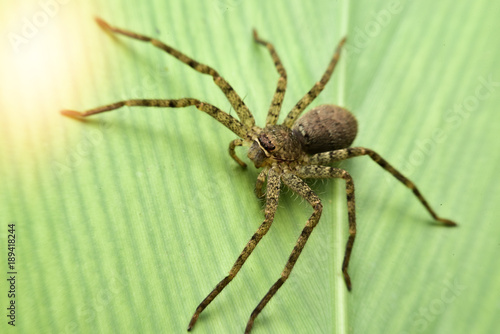 Thai spiders