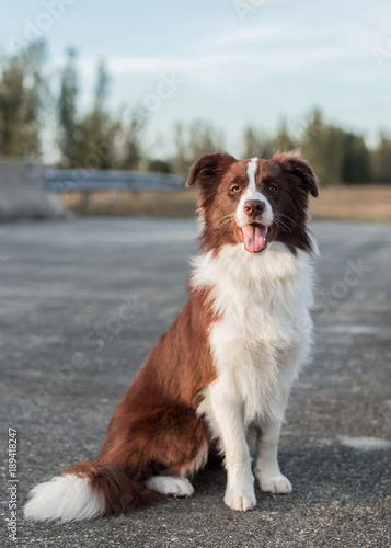 Good young purebred Australian Shepherd herding and working dog sitting at attention on a paved country road looking ahead at camera viewer with bokeh background