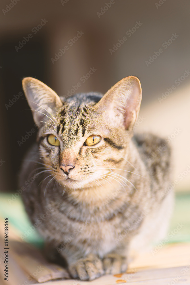 Portrait of cute cat sitting and looking for something - obrazy, fototapety, plakaty 