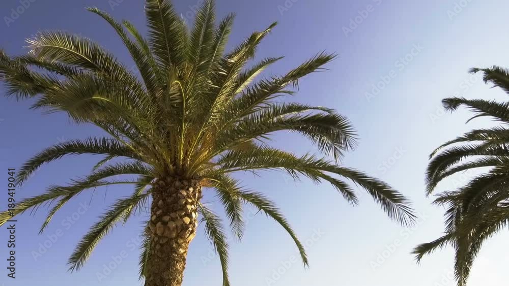 Bottom view of green exotic palm tree against blue sky with sun background Bottom view of green exotic palm tree against blue sky with sun background