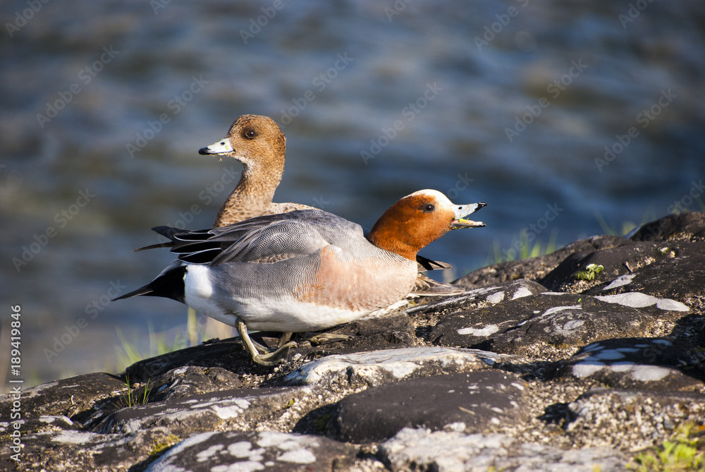餌を喉に詰まらせたオス鴨と呆れるメスヒドリガモ Stock Photo Adobe Stock 餌を喉に詰まらせたオス鴨と呆れるメスヒドリガモ Stock Photo Adobe Stock