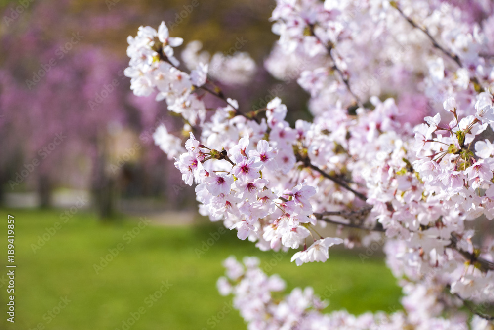晴れた日の満開の桜