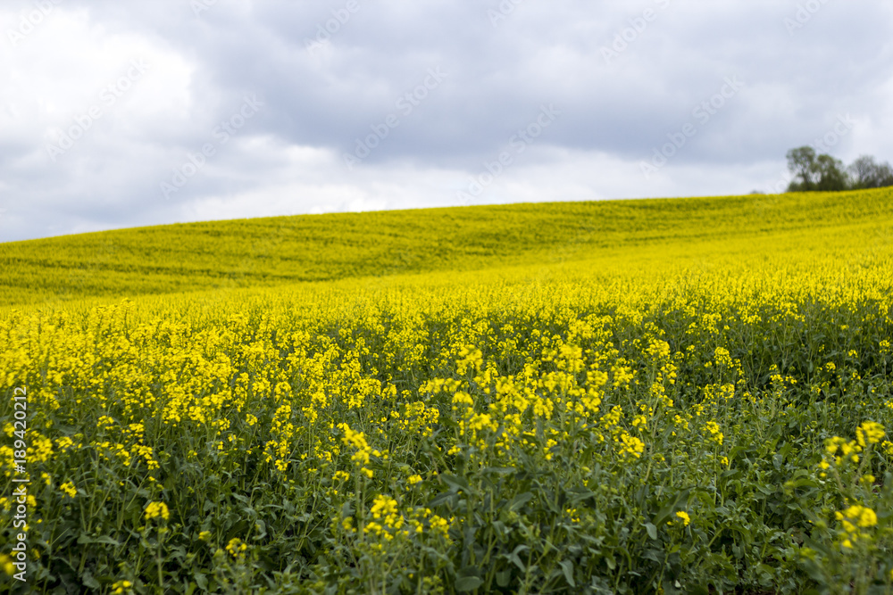 Yellow rape field in detail under the clouds Yellow rape field in detail under the clouds
