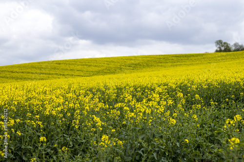 Yellow rape field in detail under the clouds