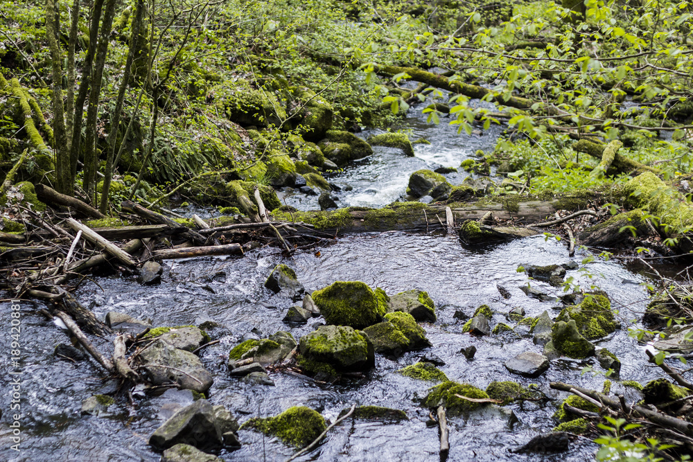Small creek flows through a green forest Small creek flows through a green forest