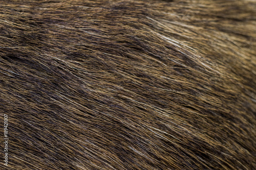 Close up on brown fur