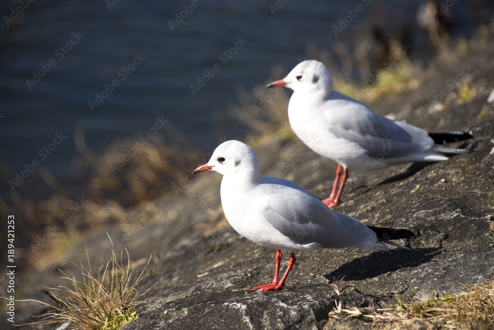 Fototapeta premium 水面を見つめるユリカモメ